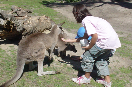 ARET Australian Recreation & Education Tours Wollongong ūrongon kangarū ウーロンゴン　カンガルー
