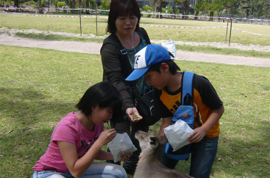 ARET Australian Recreation & Education Tours Wollongong ūrongon oyako kangarū ウーロンゴン　親子　カンガル